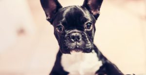 Show Yourself Some Love - Happy Dog 