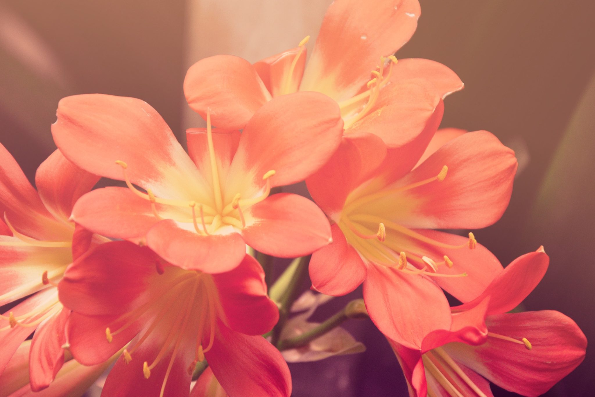 Start your week off right, have a successful tips to Make the most out of your Sunday to feel refreshed on Monday.