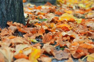 Fall leaves - Time Change - Daylight Saving
