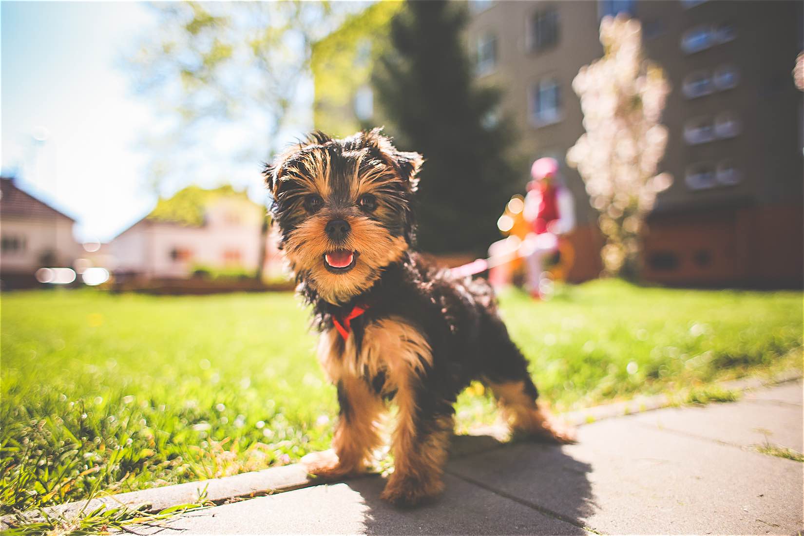 Adopting a dog has tremendous physical and psychology benefits. There's a reason why dogs are man's best friend. Here's how a pup can better your life.